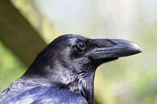 Raven Profile