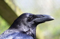 Raven Profile
