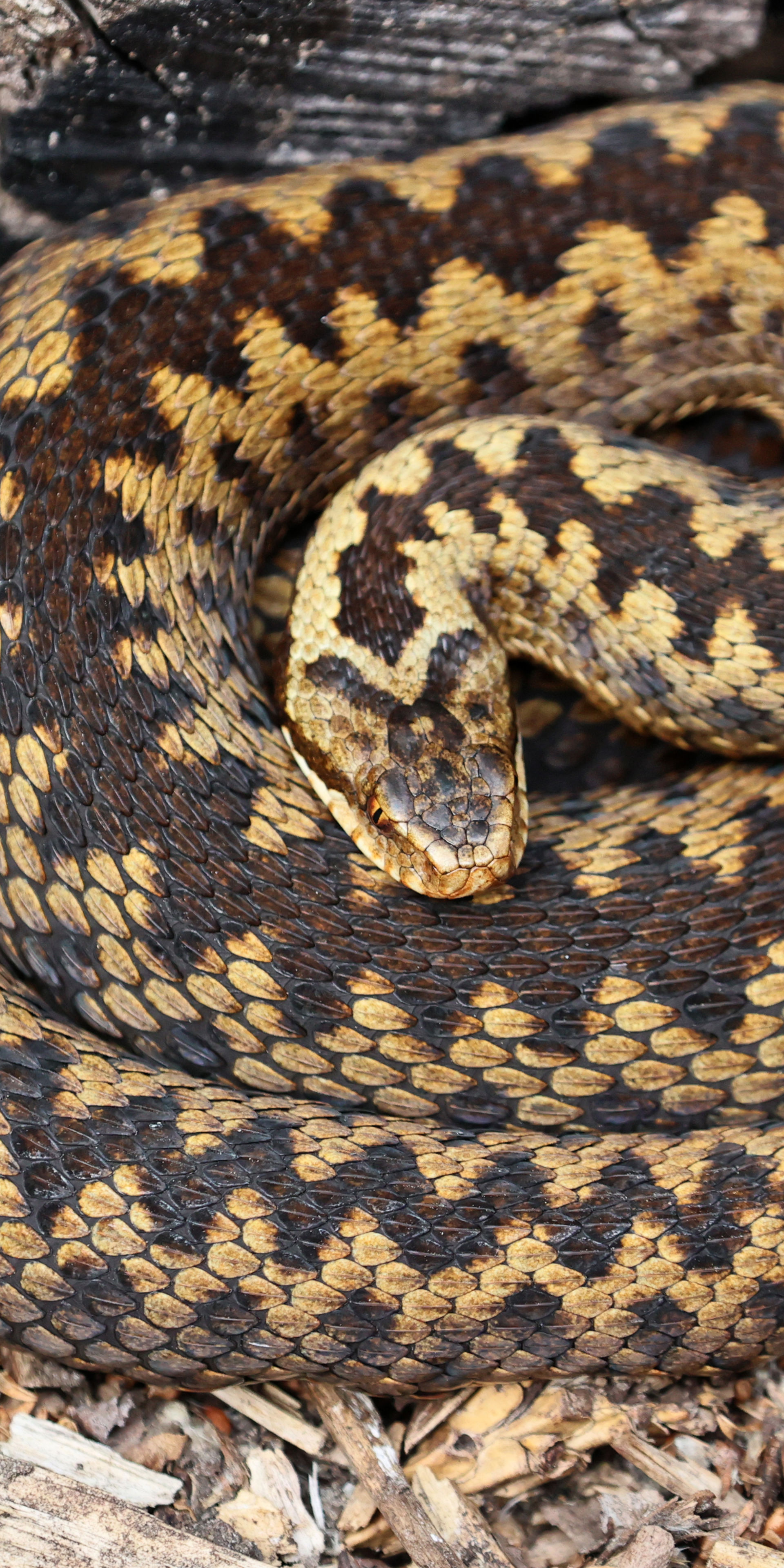 Adder | Wildwood Group