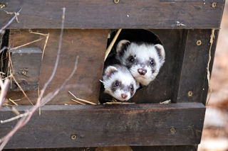 Polecat3