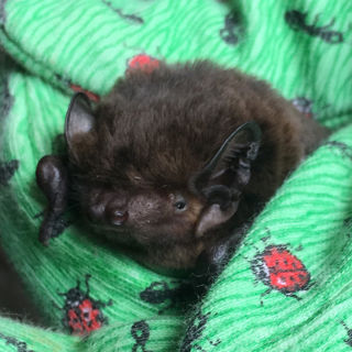 Bat 1200X1200 (1)