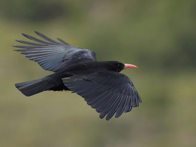 Chough Flying 1200X1200