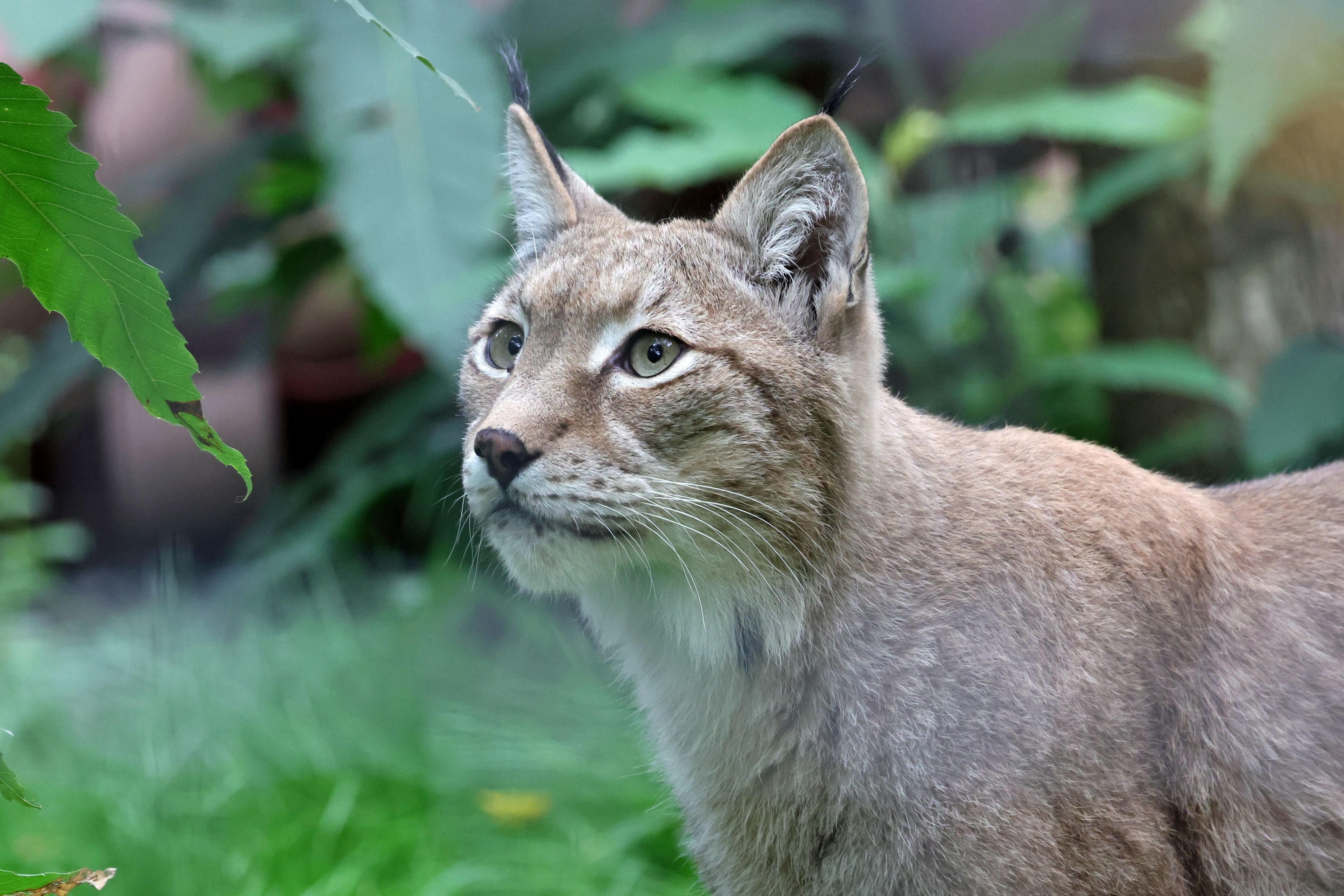 LYNX Credit Dave Butcher5 Small