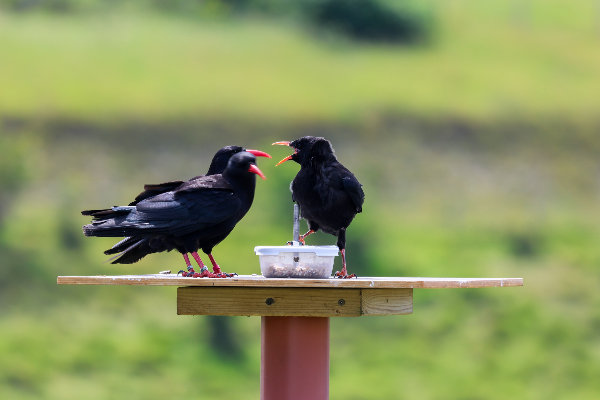 Chough Chick Sup Feed With Parents Credit Liz Corry Wildwood Trust