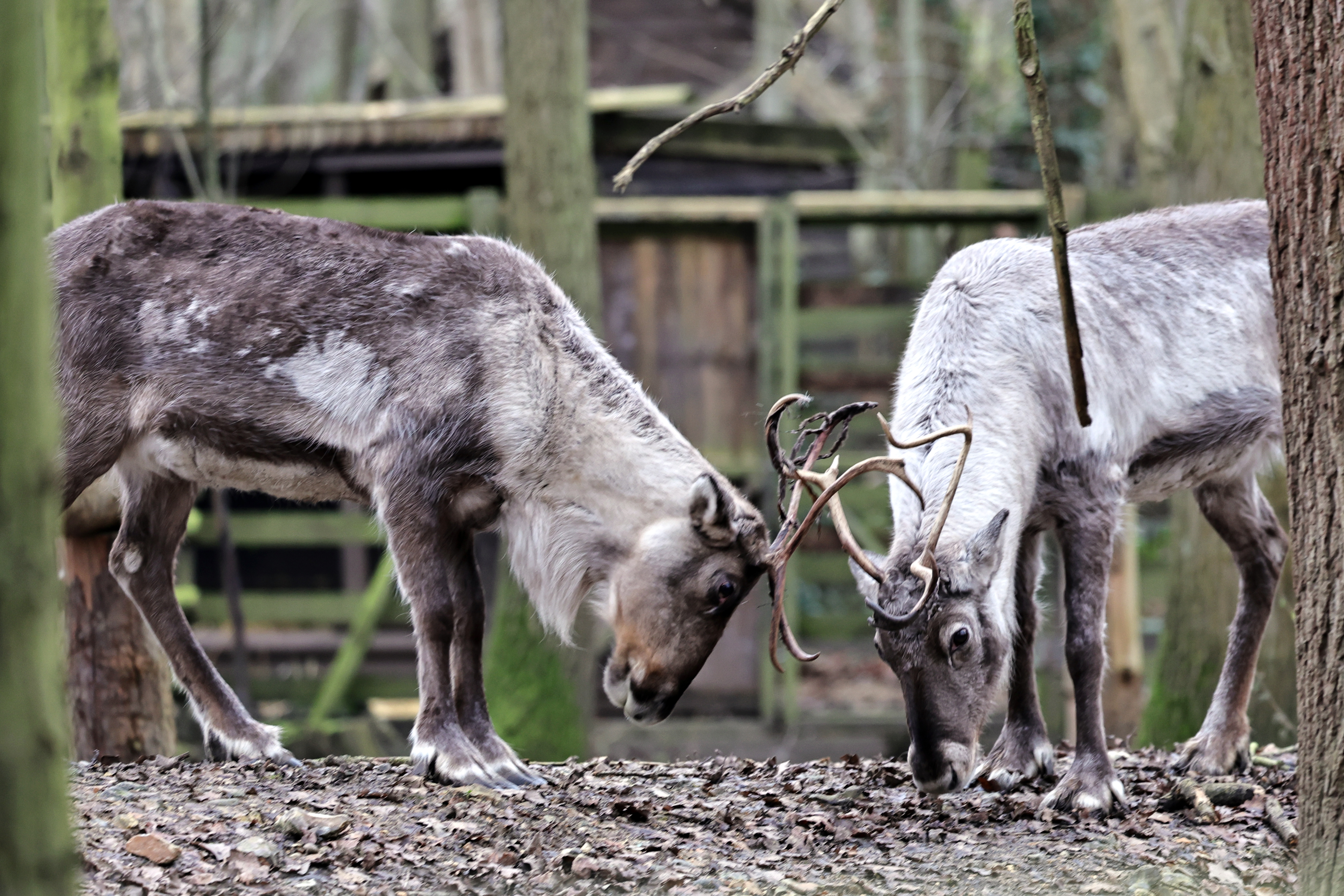 2024.01.04 Reindeer 2