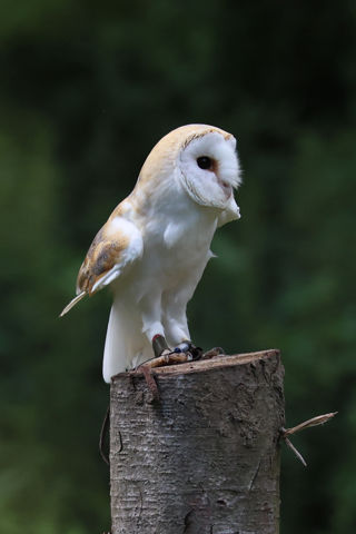 Barn Owl Perched