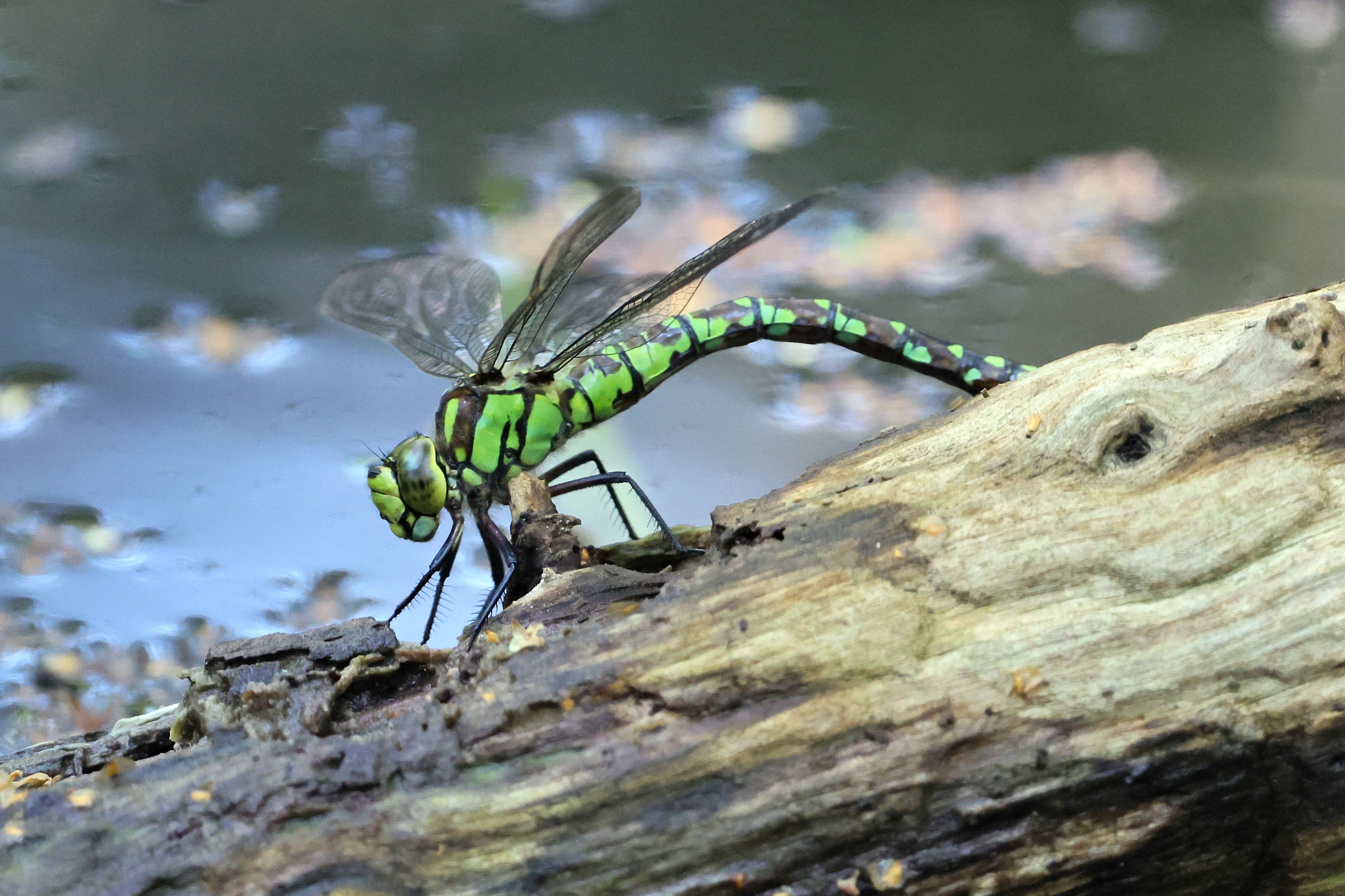 2024.08.29 Dragonfly (1)