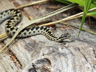 Adder Poised