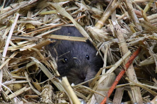 Watervole3 2500X1500