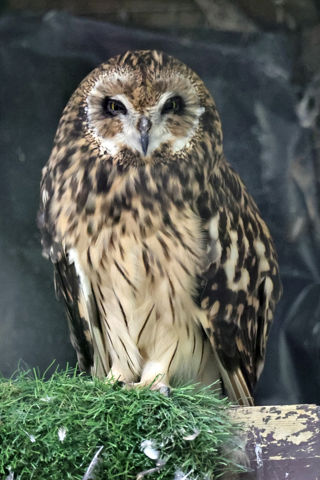 Shortearedowl0723