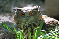 Eagle Owl 2