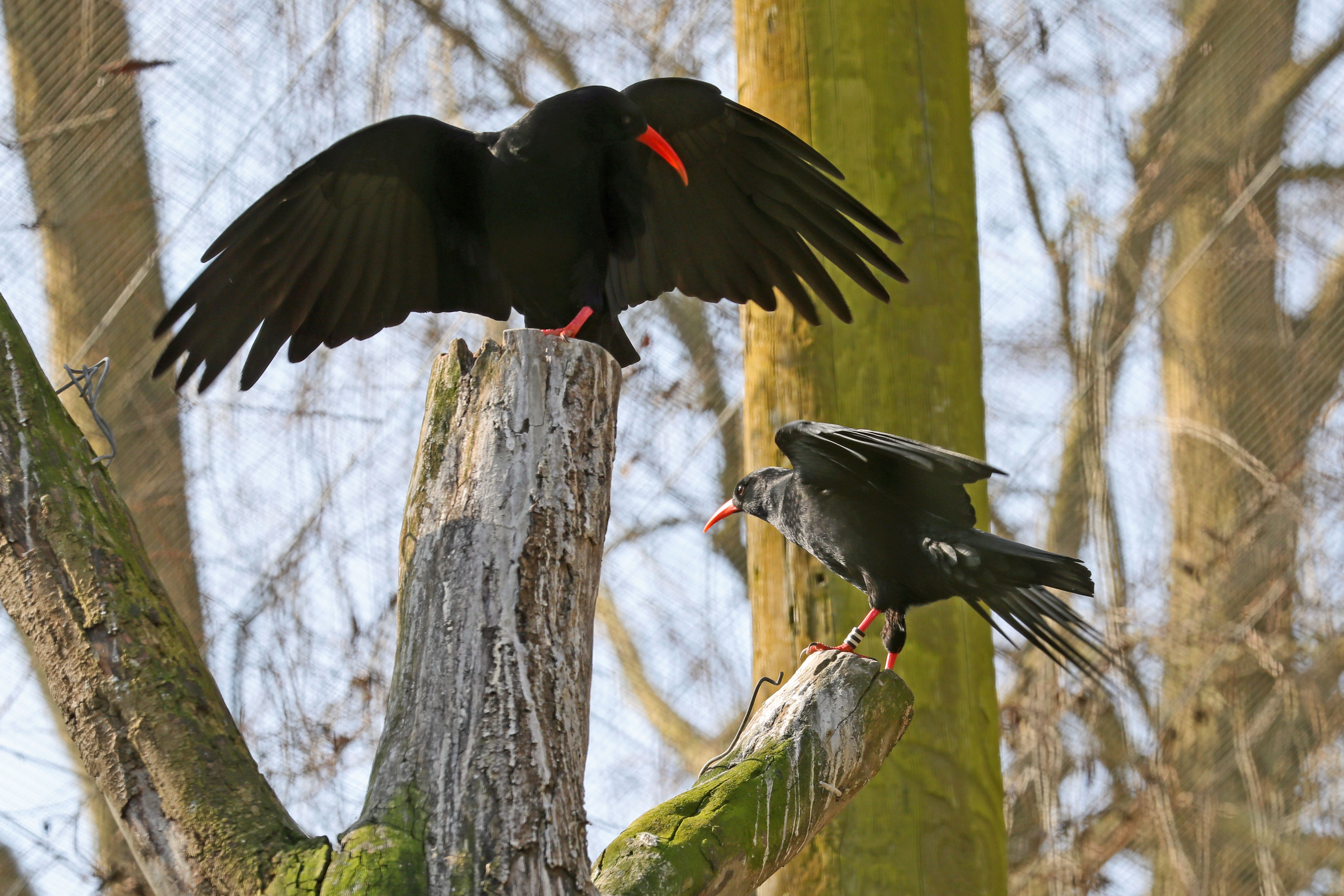 Red Bill Chough 1 Credit Wildwood Trust
