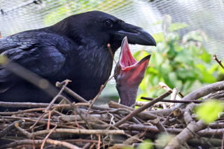 Raven With Baby