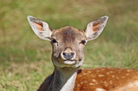 Fallow Face